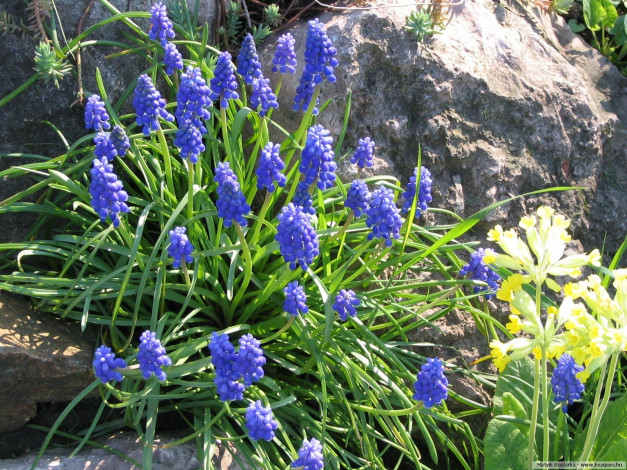 Обои картинки фото цветы, гиацинты