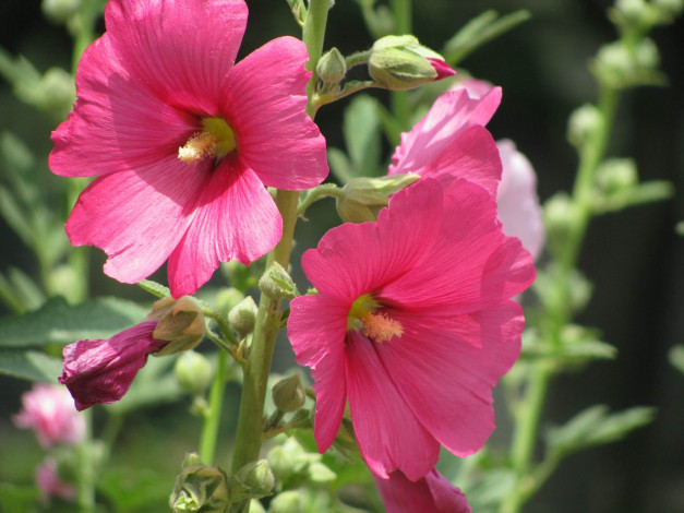 Обои картинки фото цветы, мальвы