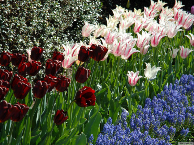 Обои картинки фото цветы, разные, вместе