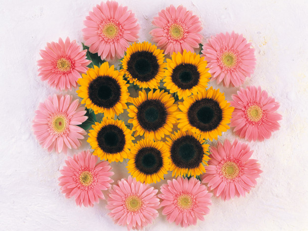 Обои картинки фото цветы, разные, вместе