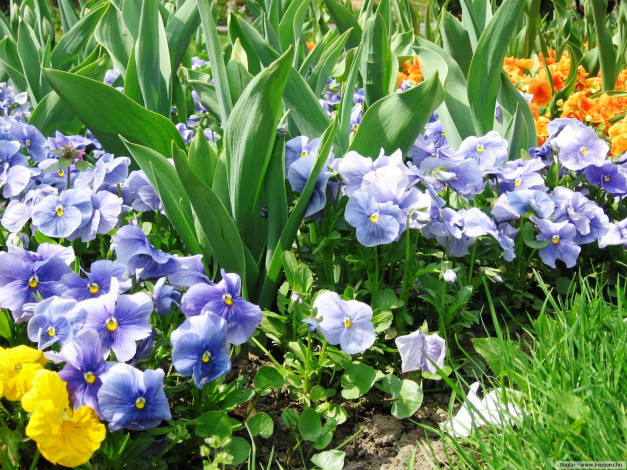 Обои картинки фото цветы, разные, вместе