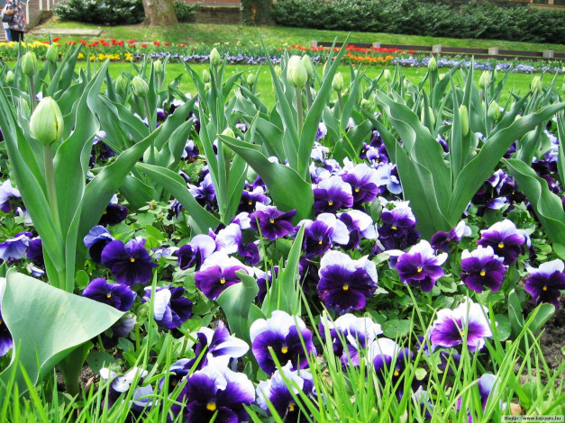 Обои картинки фото цветы, разные, вместе