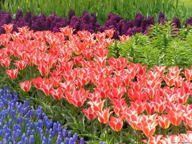 Обои картинки фото цветы, разные, вместе