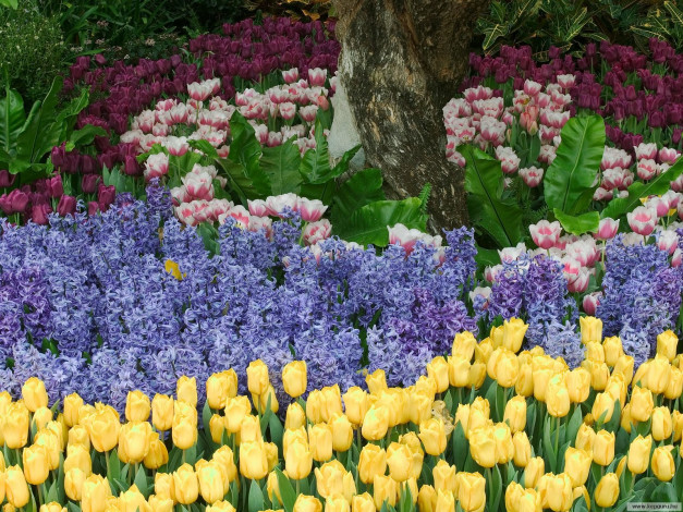 Обои картинки фото цветы, разные, вместе