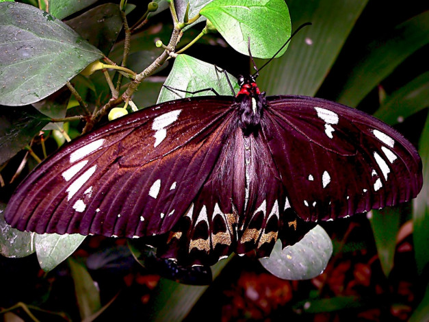 Обои картинки фото животные, бабочки