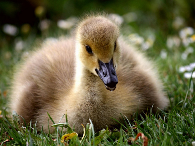 Обои картинки фото животные, гуси