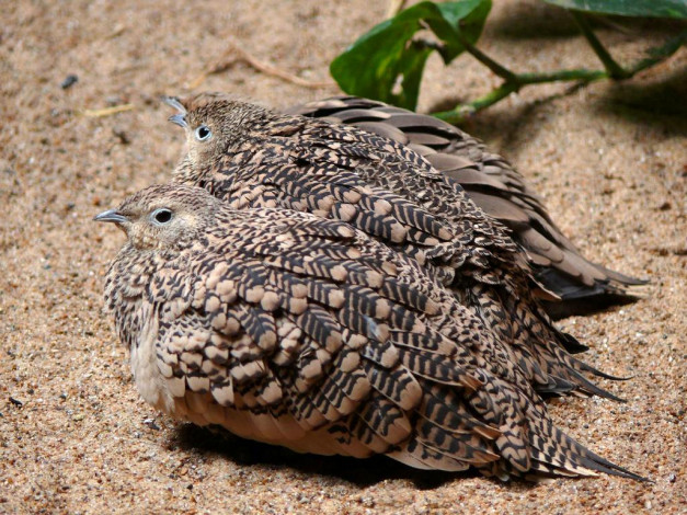 Обои картинки фото животные, куропатки, рябчики, перепела