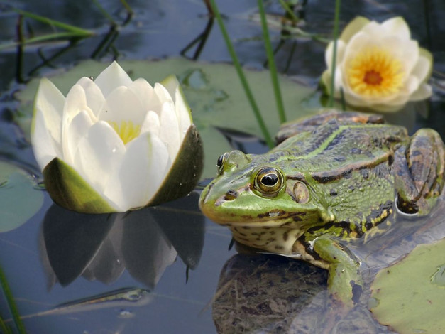 Обои картинки фото животные, лягушки