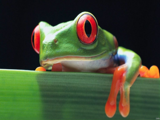 Обои картинки фото животные, лягушки