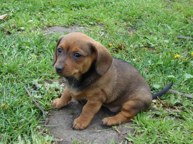 Обои картинки фото животные, собаки