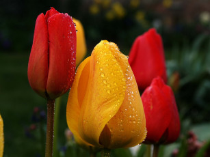 Картинка цветы тюльпаны