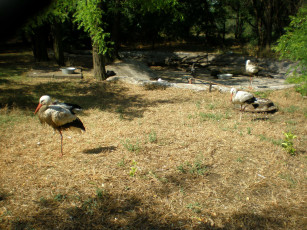 Картинка животные аисты