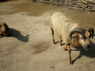 Картинка животные овцы бараны