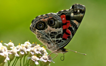 Картинка животные бабочки