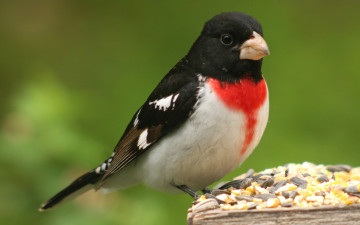 Картинка животные птицы