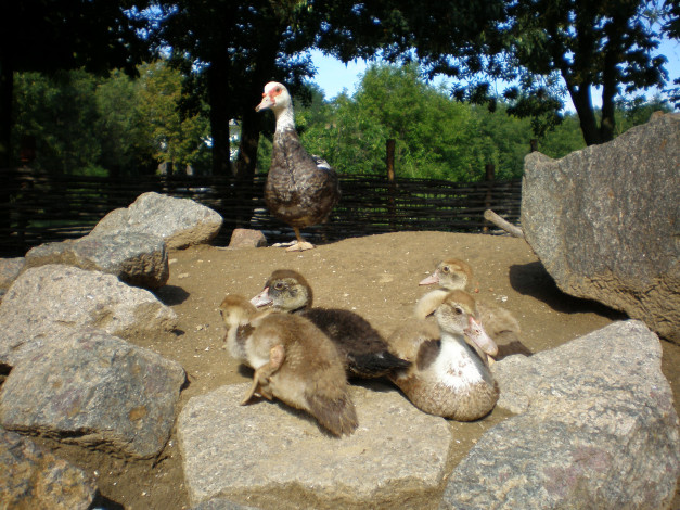 Обои картинки фото животные, гуси