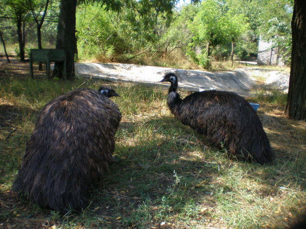 Обои картинки фото животные, страусы