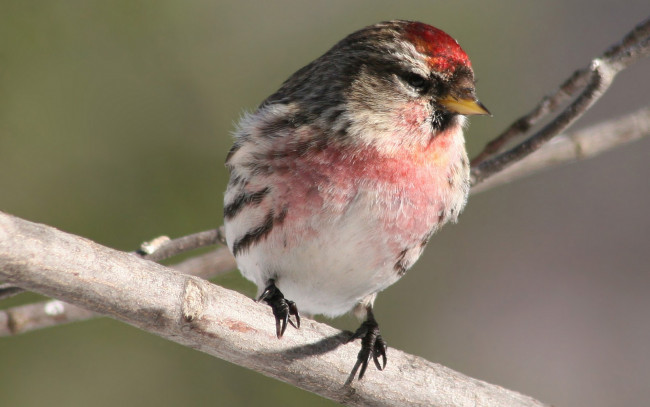 Обои картинки фото животные, птицы