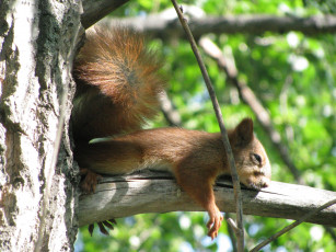 Картинка животные белки