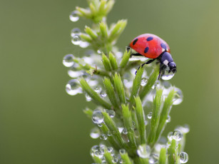 Картинка животные божьи коровки