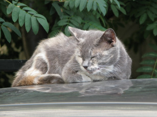 Картинка животные коты