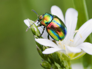 Картинка животные насекомые