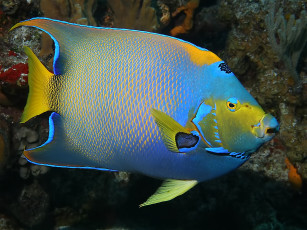 Картинка животные рыбы