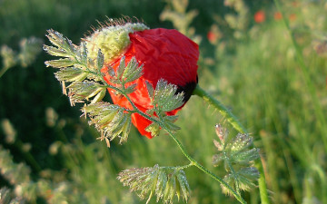 Картинка цветы маки