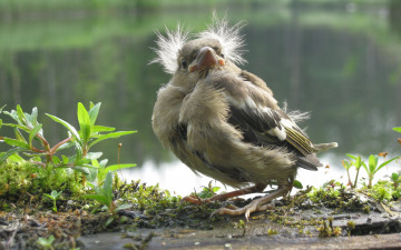 Картинка животные птицы