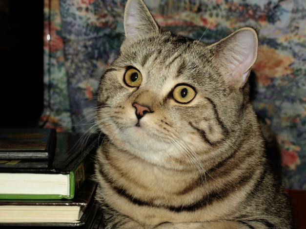 Обои картинки фото авт, kirakalina, животные, коты