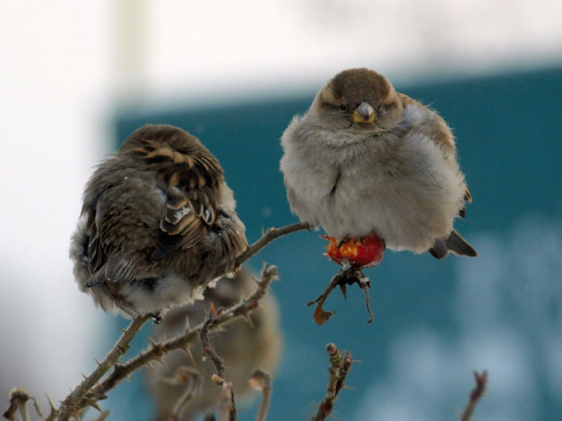 Обои картинки фото авт, kirakalina, животные, воробьи