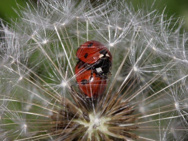 Обои картинки фото животные, божьи, коровки