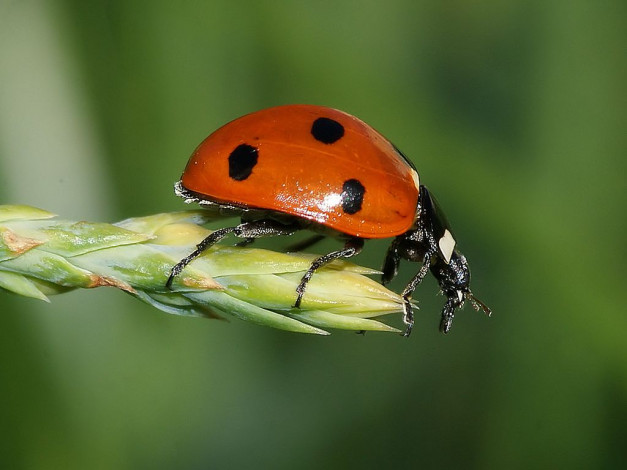 Обои картинки фото животные, божьи, коровки