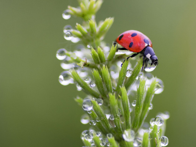 Обои картинки фото животные, божьи, коровки