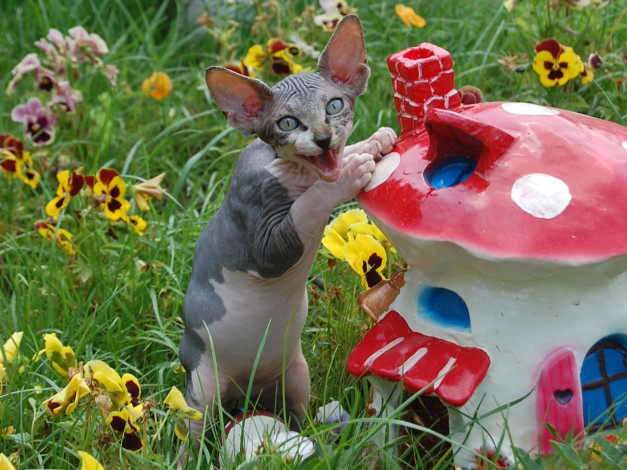 Обои картинки фото животные, коты