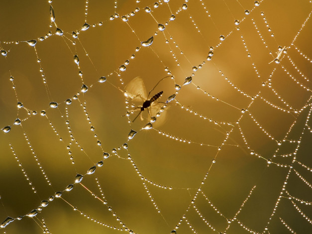 Обои картинки фото животные, насекомые