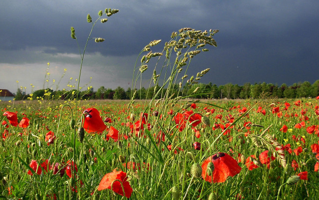 Обои картинки фото природа, луга