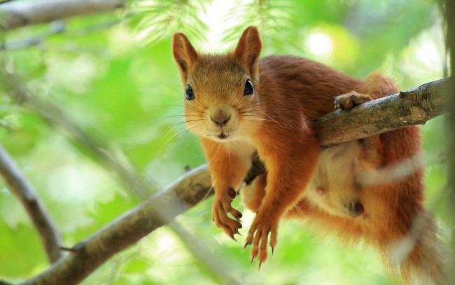 Обои картинки фото животные, белки