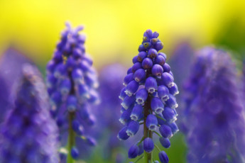 Картинка цветы гиацинты синий мускари