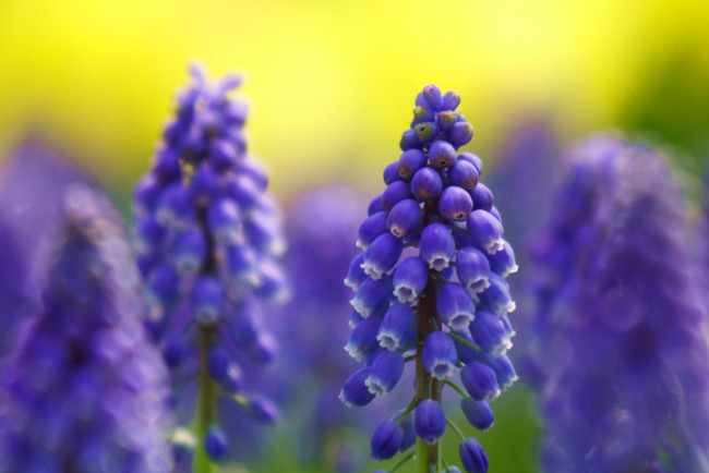 Обои картинки фото цветы, гиацинты, синий, мускари