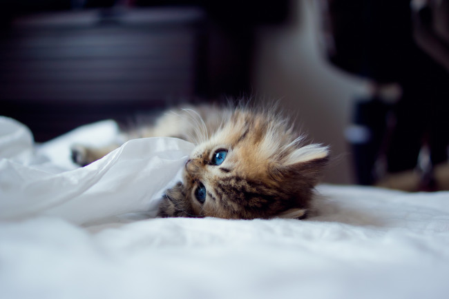 Обои картинки фото животные, коты, котёнок