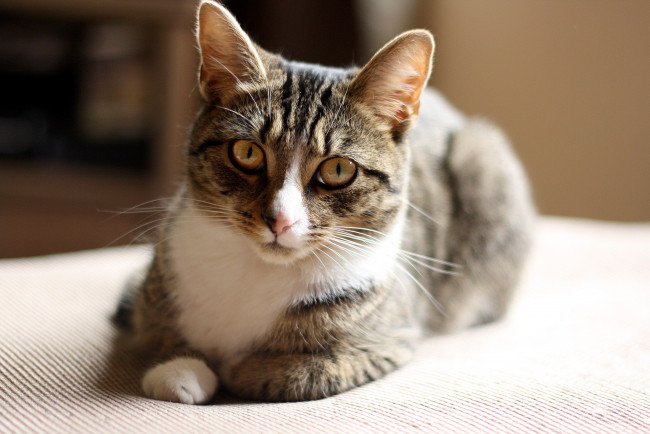 Обои картинки фото животные, коты, взгляд