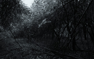 Картинка природа лес заросли