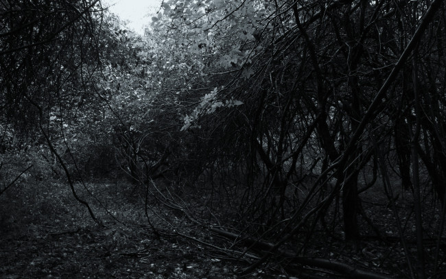 Обои картинки фото природа, лес, заросли