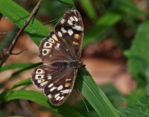 Картинка животные бабочки +мотыльки +моли макро бабочка крылья усики