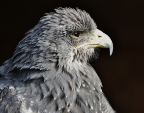 Картинка животные птицы+-+хищники птица взгляд хищник