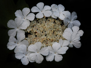 обоя цветы, калина , бульдонеж, макро, калина, чёрный, фон