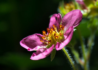 Картинка цветы цветущие+овощи +ягоды макро цветок розовый лепестки тычинки