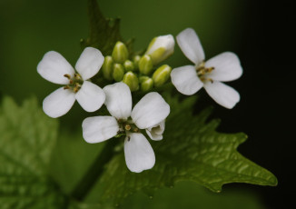 Картинка цветы луговые+ полевые +цветы макро белые