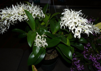 Картинка цветы орхидеи листья